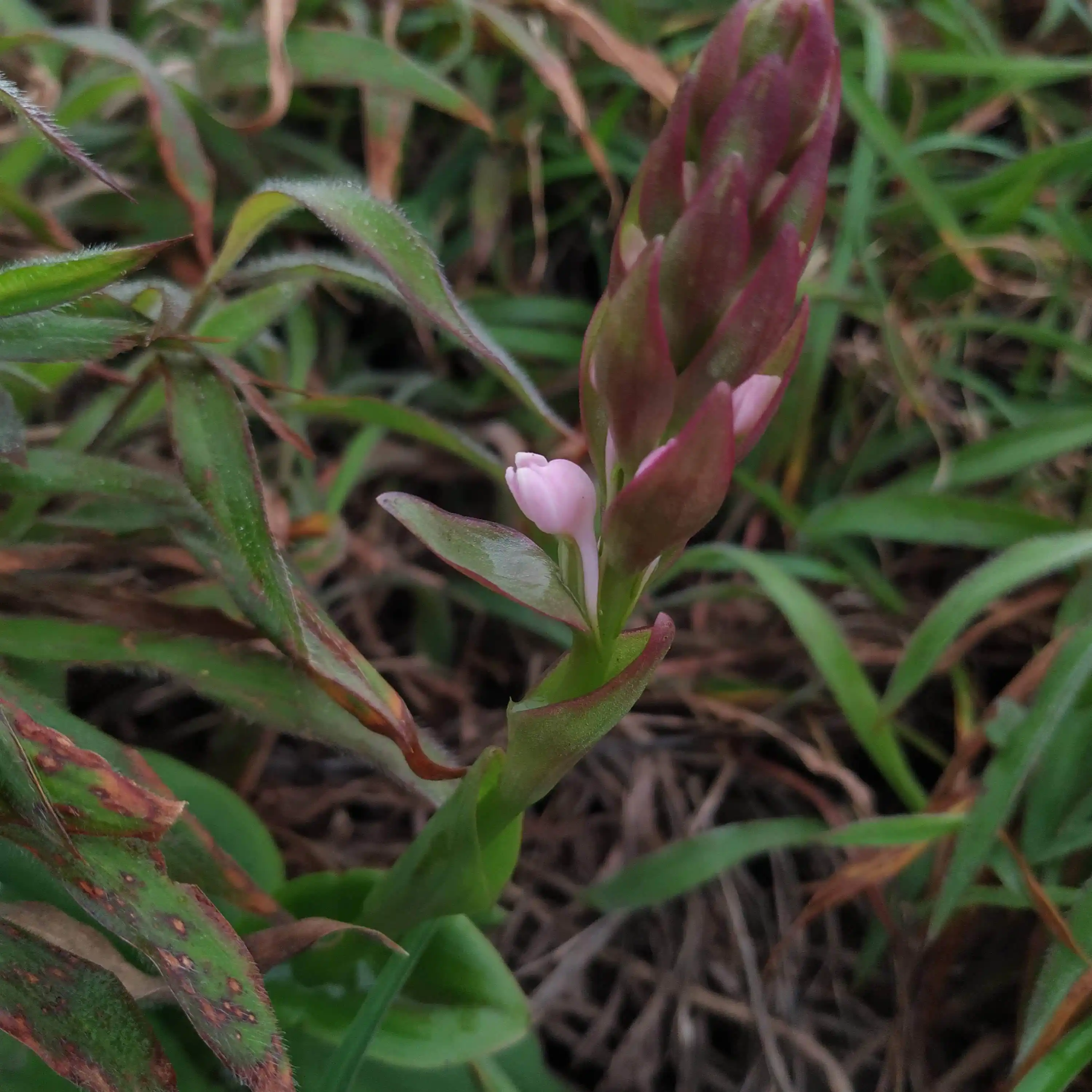 Satyrium nepalense!