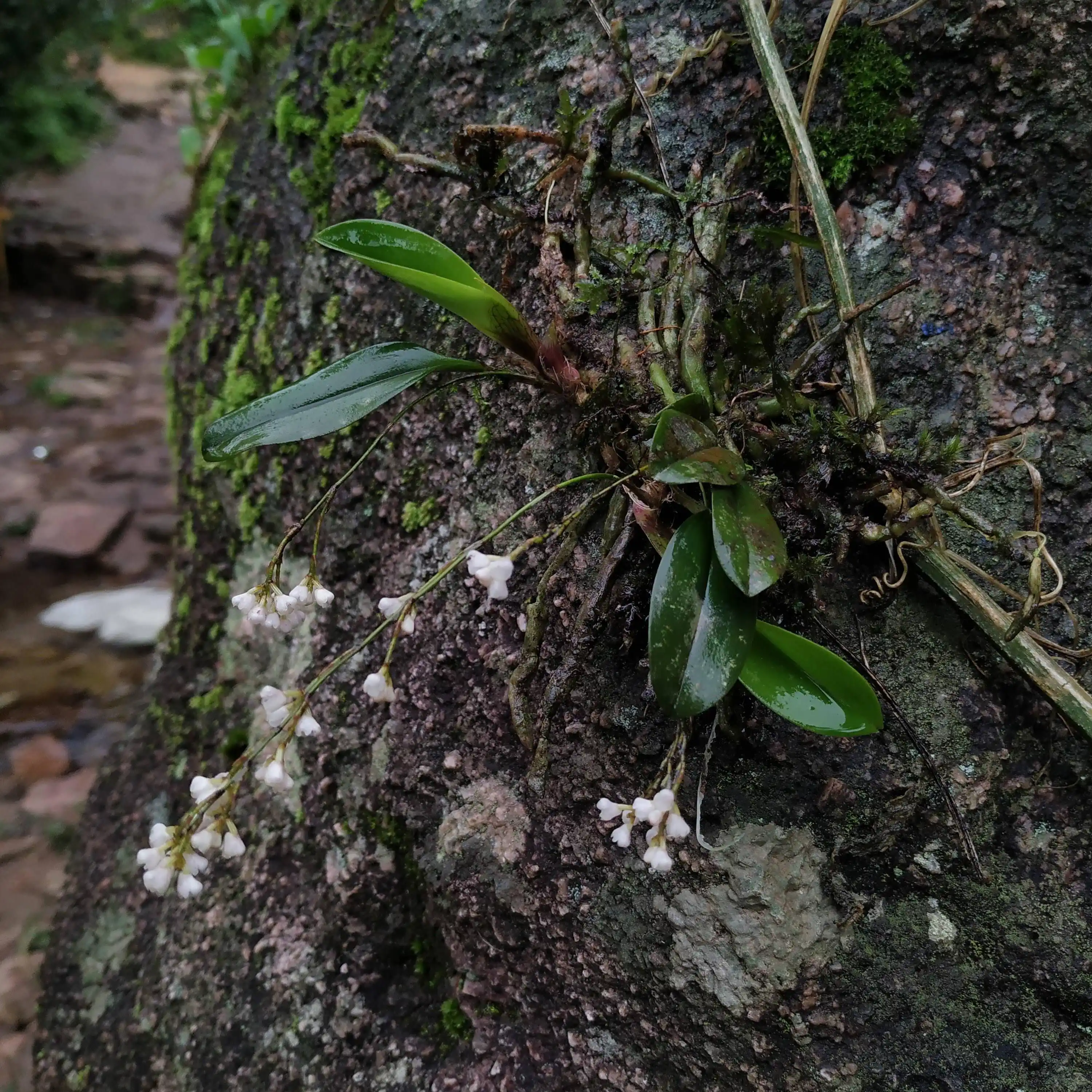 Sirhookera lanceolata