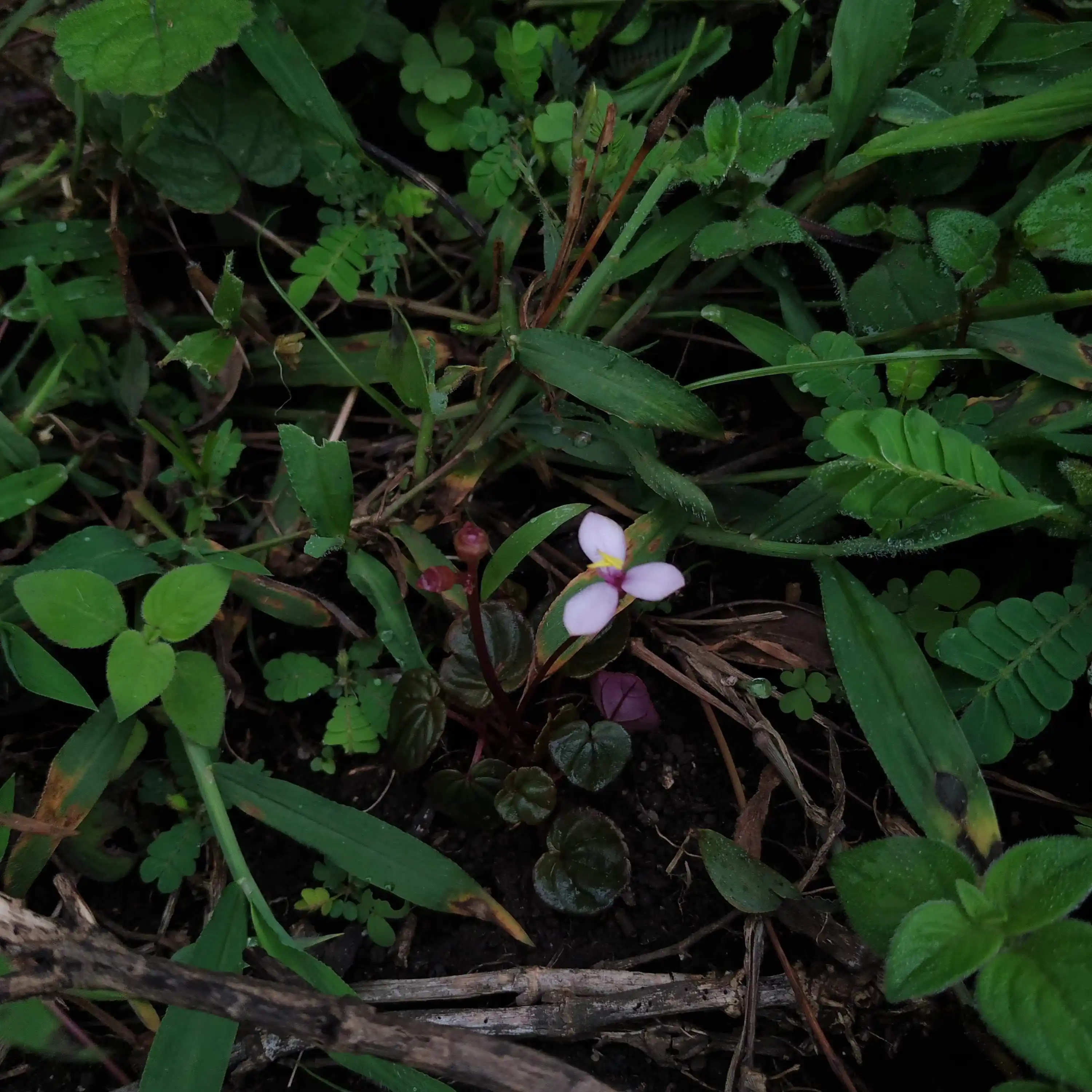 Sonerila rotundifolia!