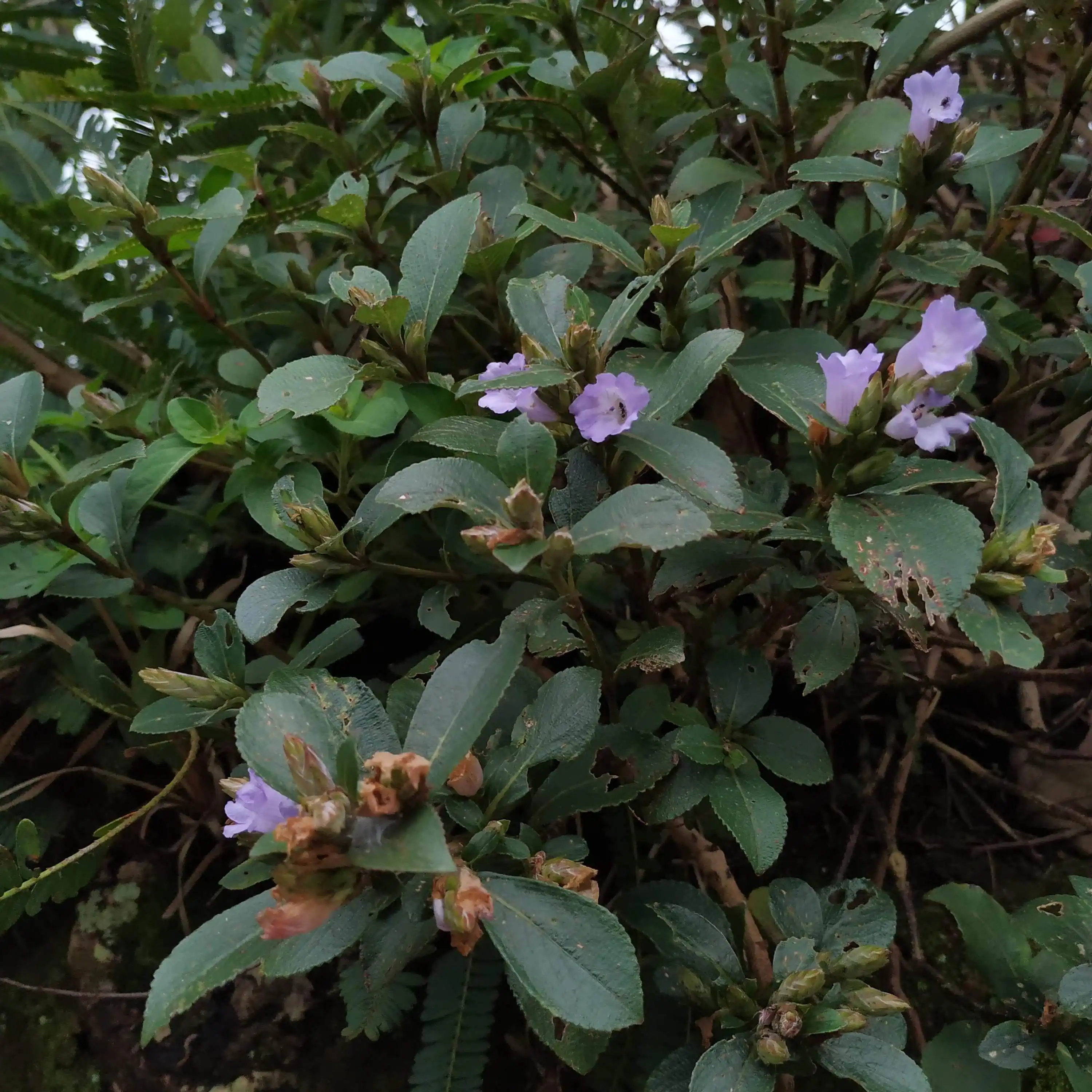 Strobilanthes kunthianus