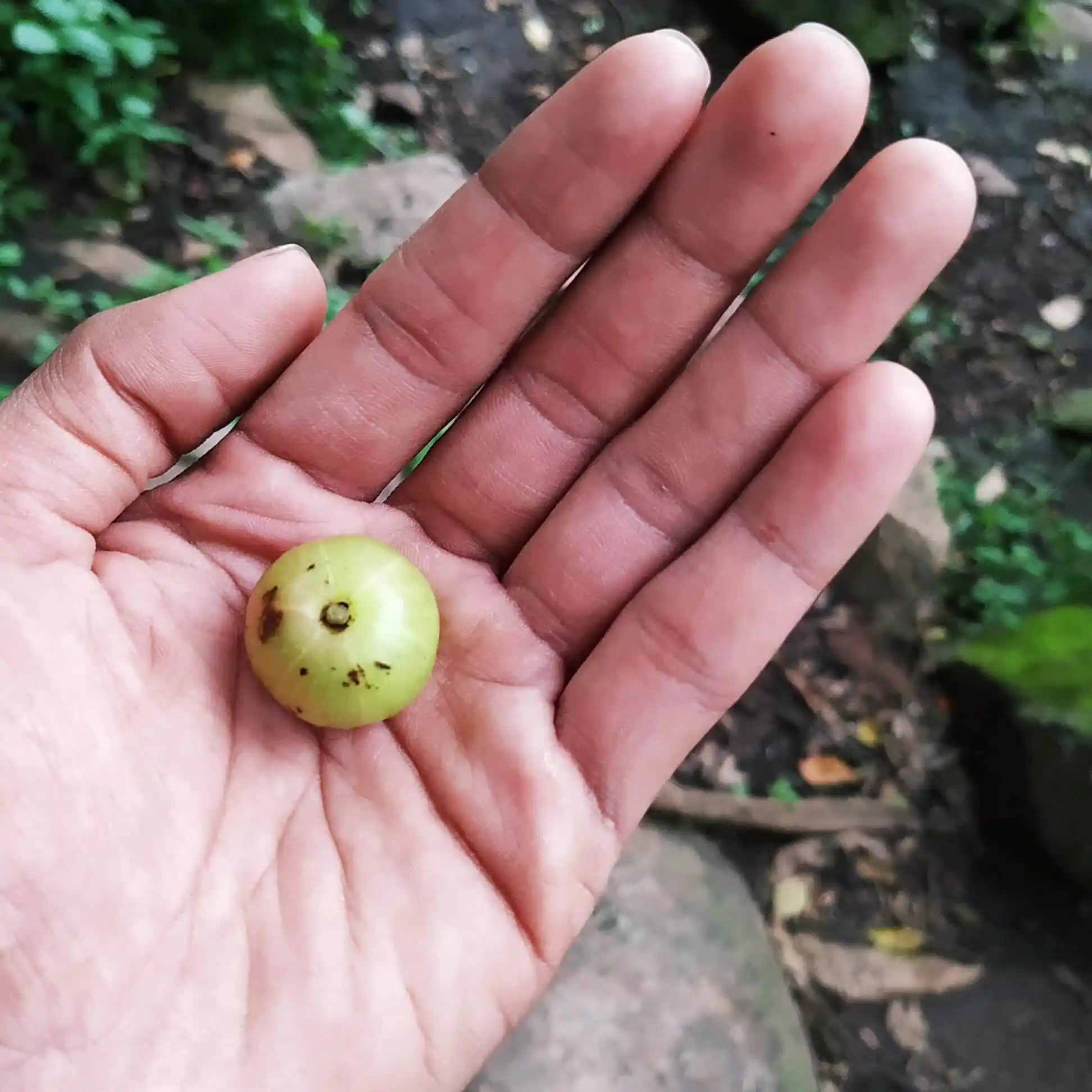 Wild gooseberry